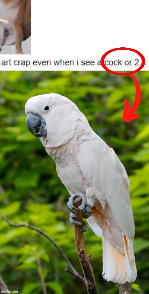 COCKATOO? WHATS HE DOING HERE?! | image tagged in cockatoo,bird,memes,funny | made w/ Imgflip meme maker