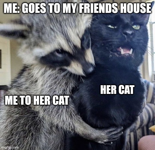 I love her cat so much (also subscribe to her cats yt channel @ZeldaTheHairlessCat) | ME: GOES TO MY FRIENDS HOUSE; HER CAT; ME TO HER CAT | image tagged in raccoon hug cat,memes,cats,pets | made w/ Imgflip meme maker