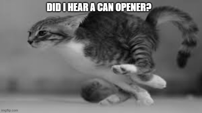 meme by Brad cat hearing a can opener | DID I HEAR A CAN OPENER? | image tagged in humor,funny cats,funny cat memes,cats | made w/ Imgflip meme maker