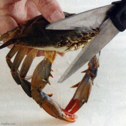 This Kills the Crab | image tagged in this kills the crab | made w/ Imgflip meme maker