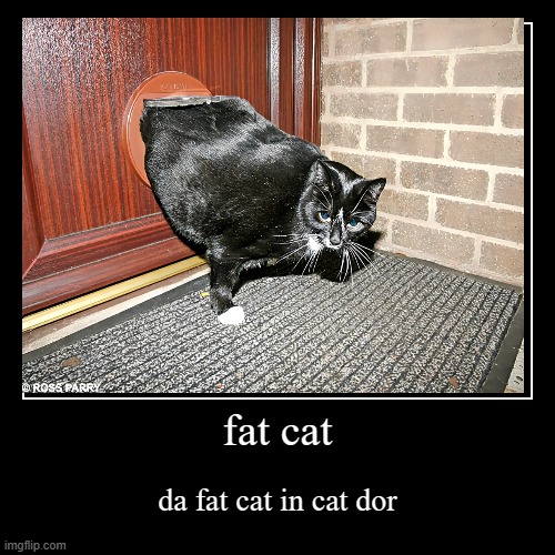 fat cat | da fat cat in cat dor | image tagged in funny,demotivationals | made w/ Imgflip demotivational maker