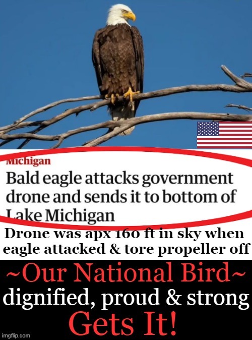 Bald eagle attacks government drone and sends it to bottom of Lake Michigan, Michigan