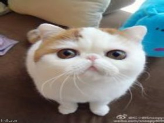 Another run-of-the-mill cat staring into your soul | image tagged in another run-of-the-mill cat staring into your soul | made w/ Imgflip meme maker