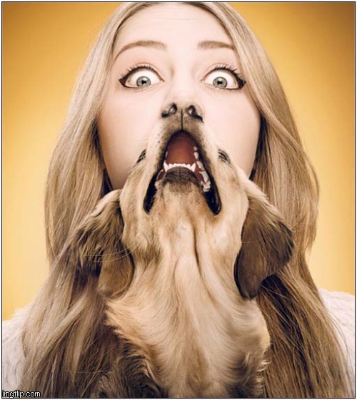 The Perfect Photobomb ? | image tagged in dogs | made w/ Imgflip meme maker