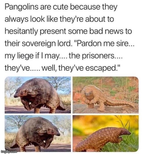 My liege the prisoners have escaped | image tagged in armadillo | made w/ Imgflip meme maker