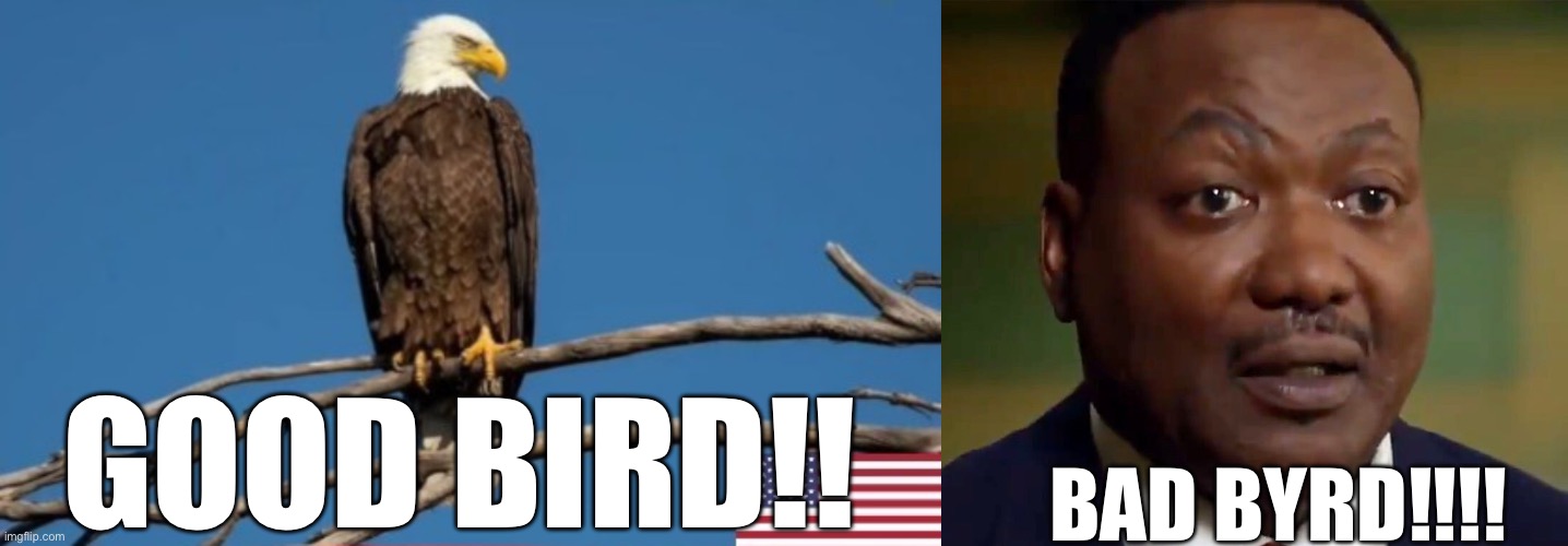 GOOD BIRD!! BAD BYRD!!!! | image tagged in byrd | made w/ Imgflip meme maker
