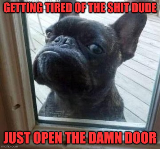 Dude | GETTING TIRED OF THE SHIT DUDE; JUST OPEN THE DAMN DOOR | image tagged in dogs | made w/ Imgflip meme maker