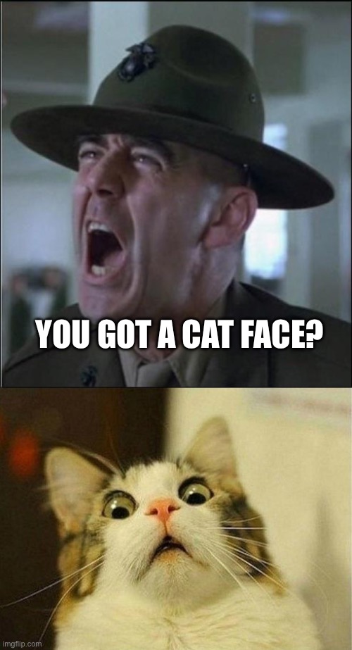 YOU GOT A CAT FACE? | image tagged in hartman war face,memes,scared cat | made w/ Imgflip meme maker