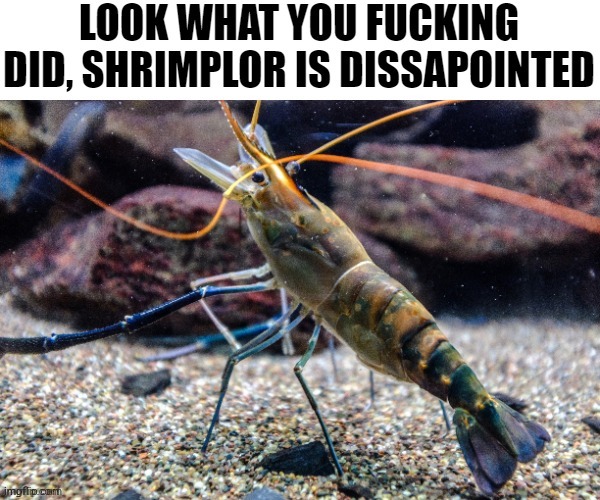 image tagged in shrimplor is dissapointed | made w/ Imgflip meme maker