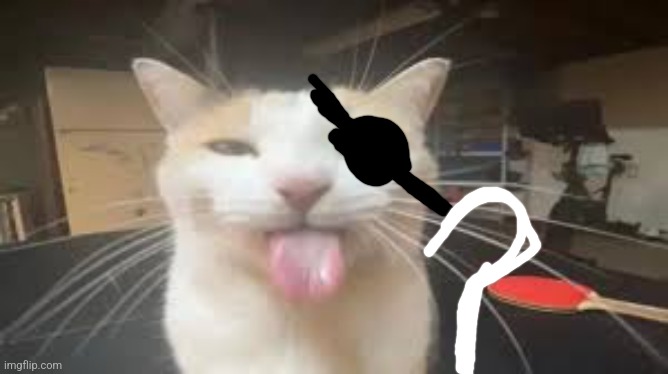 silly cat | image tagged in silly cat | made w/ Imgflip meme maker