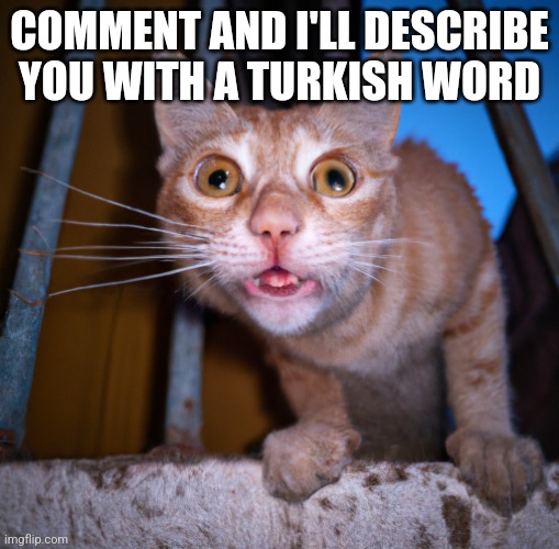 goofy ass cat | COMMENT AND I'LL DESCRIBE YOU WITH A TURKISH WORD | image tagged in goofy ass cat | made w/ Imgflip meme maker