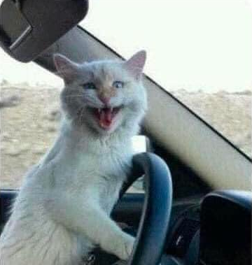 White Cat in the Car Blank Meme Template