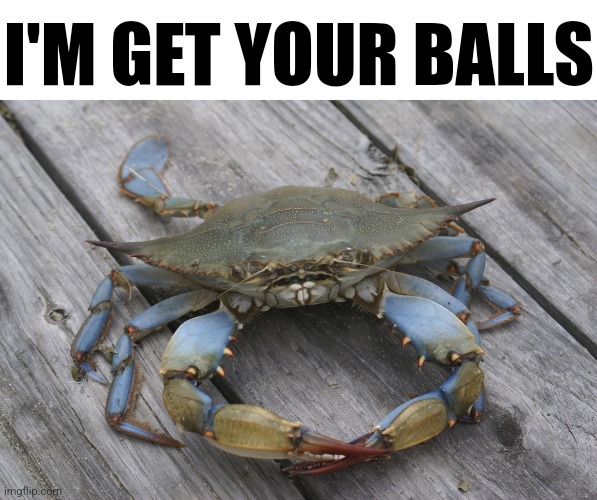 blue crab | I'M GET YOUR BALLS | image tagged in blue crab | made w/ Imgflip meme maker