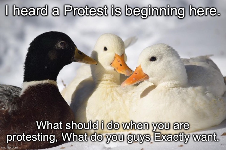 A Protest is going to Break out here. Let me know what you want. | I heard a Protest is beginning here. What should i do when you are protesting, What do you guys Exactly want. | image tagged in dunkin ducks | made w/ Imgflip meme maker
