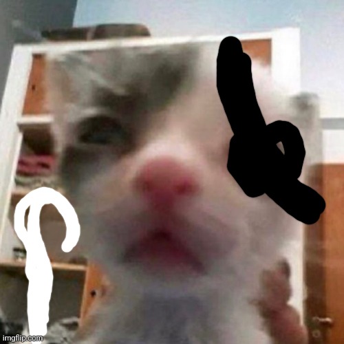 silly cat staring | image tagged in silly cat staring | made w/ Imgflip meme maker