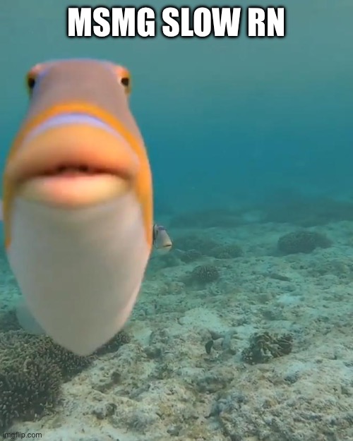 staring fish | MSMG SLOW RN | image tagged in staring fish | made w/ Imgflip meme maker