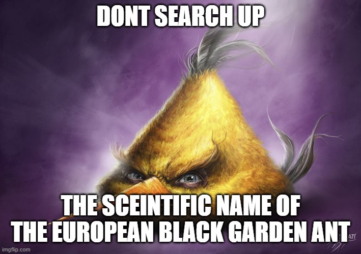 Realistic yellow angry bird | DONT SEARCH UP; THE SCEINTIFIC NAME OF THE EUROPEAN BLACK GARDEN ANT | image tagged in realistic yellow angry bird | made w/ Imgflip meme maker