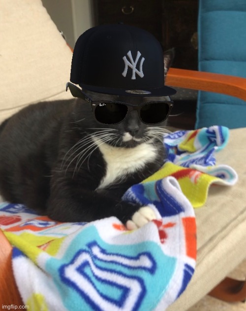 why tf did my ex send this | image tagged in this is her cat btw | made w/ Imgflip meme maker
