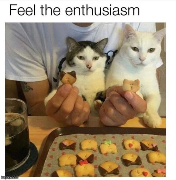 image tagged in memes,funny,cats | made w/ Imgflip meme maker