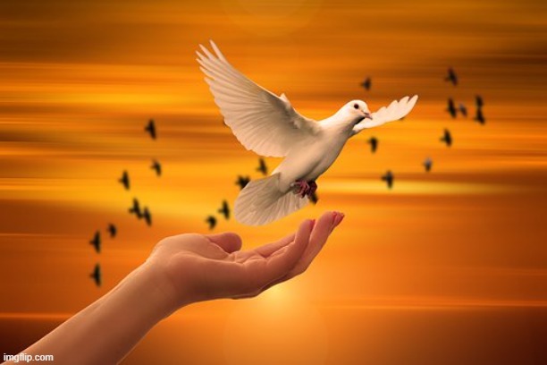 Dove of Peace | image tagged in dove of peace | made w/ Imgflip meme maker