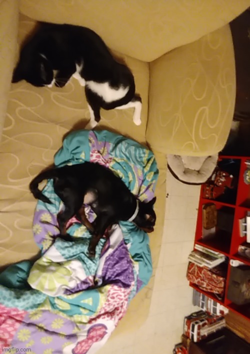 they don't even get along how are they close to each other | made w/ Imgflip meme maker