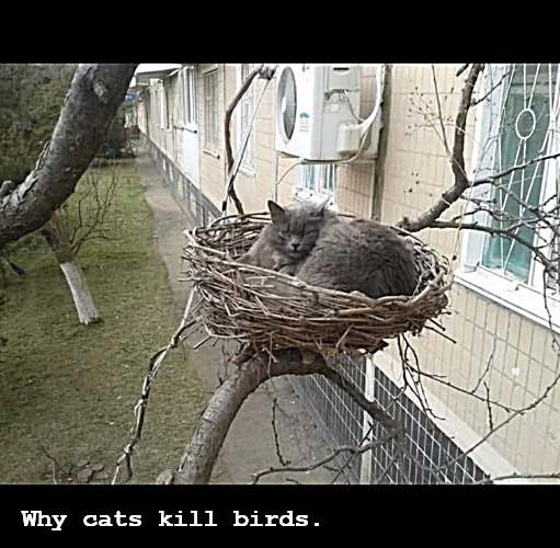It all makes sense now. | Why cats kill birds. | image tagged in memes,cats,dark humor | made w/ Imgflip meme maker