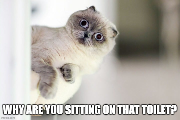meme by Brad cat looking at owner on toilet | WHY ARE YOU SITTING ON THAT TOILET? | image tagged in humor,funny meme,cat meme,funny cat memes,cats,cat | made w/ Imgflip meme maker