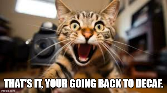 meme by Brad cat needs decaf coffee | THAT'S IT, YOUR GOING BACK TO DECAF. | image tagged in humor,cats,funny cats,funny meme | made w/ Imgflip meme maker