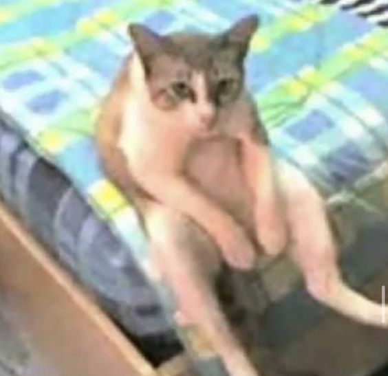 sitting cat Blank Meme Template