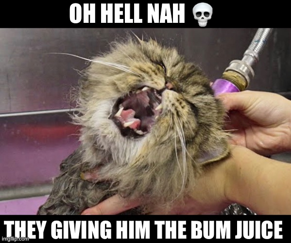 When you get the bum juice | OH HELL NAH 💀; THEY GIVING HIM THE BUM JUICE | image tagged in bum juice,injection,cat,funny cat | made w/ Imgflip meme maker