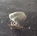 bug workout I | image tagged in gifs | made w/ Imgflip video-to-gif maker