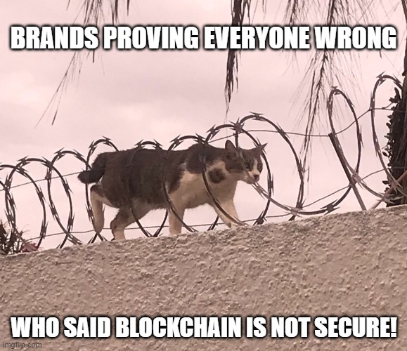 Cat Barbed Wire | BRANDS PROVING EVERYONE WRONG; WHO SAID BLOCKCHAIN IS NOT SECURE! | image tagged in cat barbed wire | made w/ Imgflip meme maker