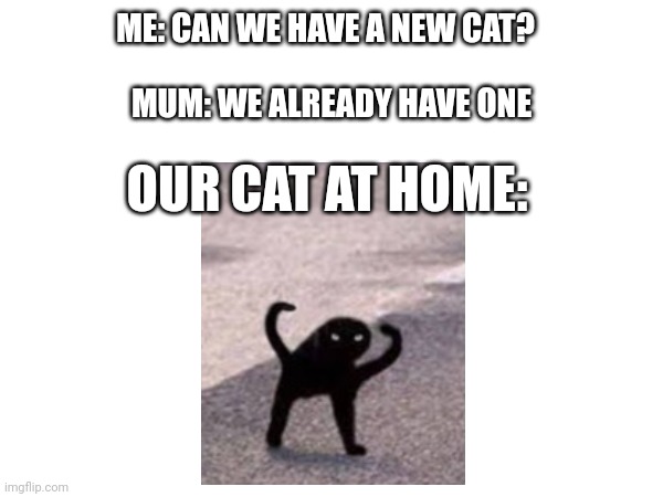 Our Cat At Home | ME: CAN WE HAVE A NEW CAT? MUM: WE ALREADY HAVE ONE; OUR CAT AT HOME: | image tagged in cats | made w/ Imgflip meme maker