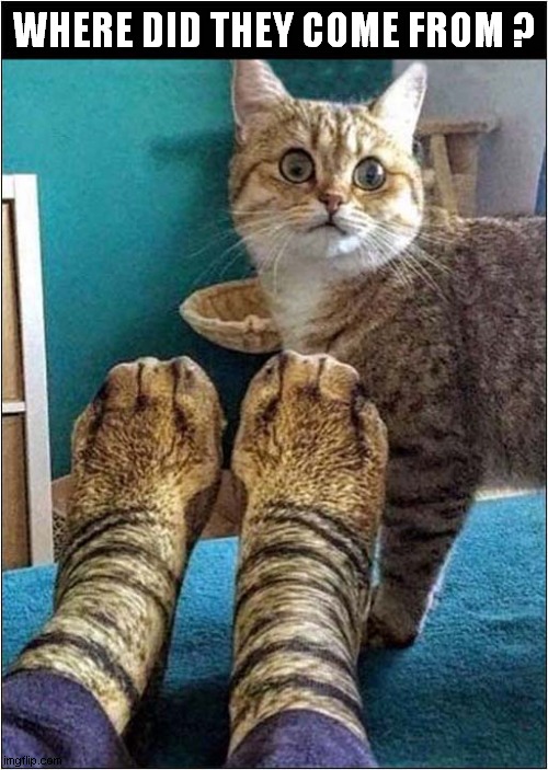WTF  Karen ! | WHERE DID THEY COME FROM ? | image tagged in cats,feet,socks | made w/ Imgflip meme maker
