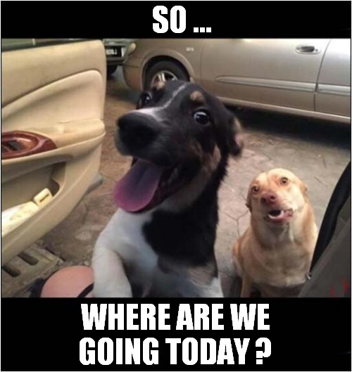 Hello Driver ! | SO ... WHERE ARE WE GOING TODAY ? | image tagged in dogs,driver,where | made w/ Imgflip meme maker