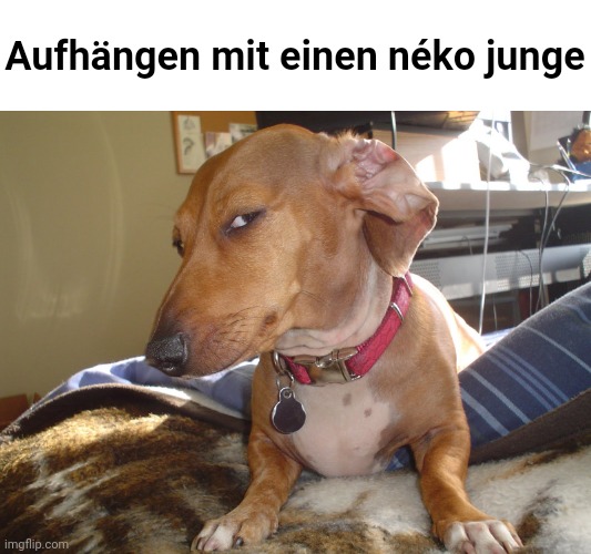 Don't translate it! | Aufhängen mit einen néko junge | image tagged in suspicious dog,memes,funny | made w/ Imgflip meme maker