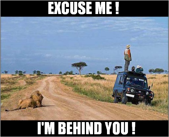 Stupid Tourists Deserve To Get Eaten ! | EXCUSE ME ! I'M BEHIND YOU ! | image tagged in tourist,safari,lion,it's behind you | made w/ Imgflip meme maker