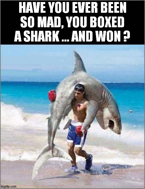 Now That's Crazy ! | HAVE YOU EVER BEEN SO MAD, YOU BOXED A SHARK ... AND WON ? | image tagged in crazy,mad,boxing,shark,dark humour | made w/ Imgflip meme maker
