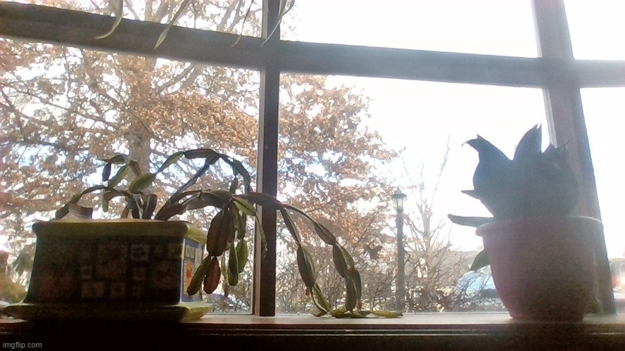A shot of my huge window with my plants in the way. But it looks better than I thought. | image tagged in plants,window,nature,after-snow | made w/ Imgflip meme maker
