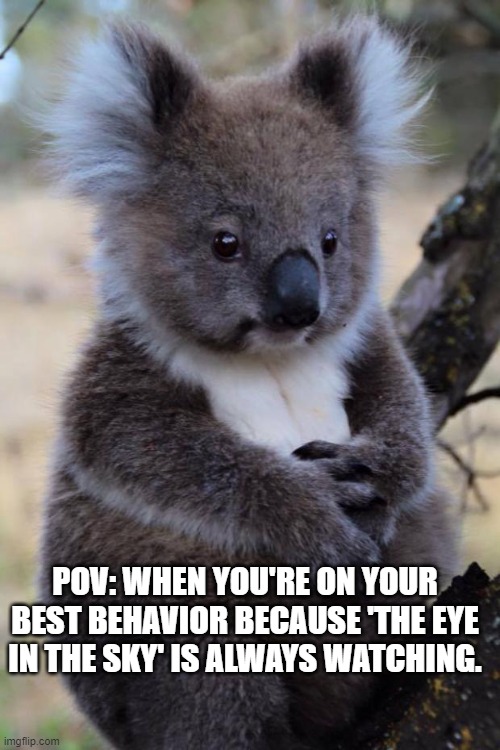 Innocent Koala | POV: WHEN YOU'RE ON YOUR BEST BEHAVIOR BECAUSE 'THE EYE IN THE SKY' IS ALWAYS WATCHING. | image tagged in innocent koala | made w/ Imgflip meme maker