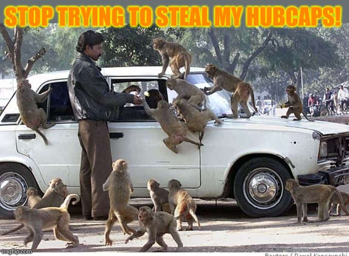 Brazil problems | STOP TRYING TO STEAL MY HUBCAPS! | image tagged in brazil,you're going to brazil,monkey,stop stealing,my hubcaps | made w/ Imgflip meme maker