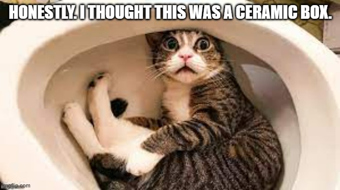 meme by Brad cat in toilet | HONESTLY. I THOUGHT THIS WAS A CERAMIC BOX. | image tagged in humor,cat,cat memes,funny cat memes,cats,toilet humor | made w/ Imgflip meme maker