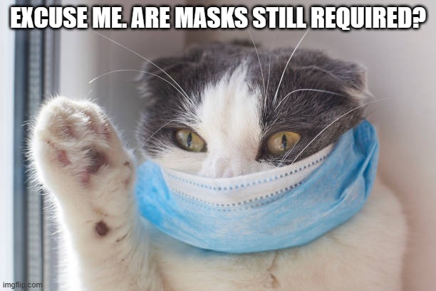 meme by Brad are masks still required for cats? | EXCUSE ME. ARE MASKS STILL REQUIRED? | image tagged in humor,funny cat memes,funny cats,cat,cats | made w/ Imgflip meme maker