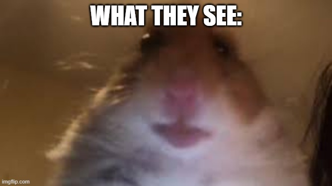 facetime hamster | WHAT THEY SEE: | image tagged in facetime hamster | made w/ Imgflip meme maker