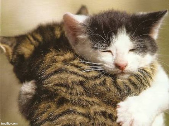 Hug cats | image tagged in hug cats | made w/ Imgflip meme maker