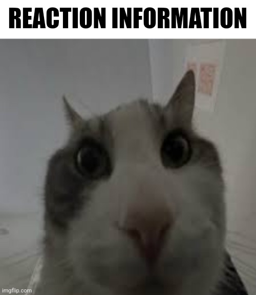 scared cat | REACTION INFORMATION | image tagged in scared cat | made w/ Imgflip meme maker