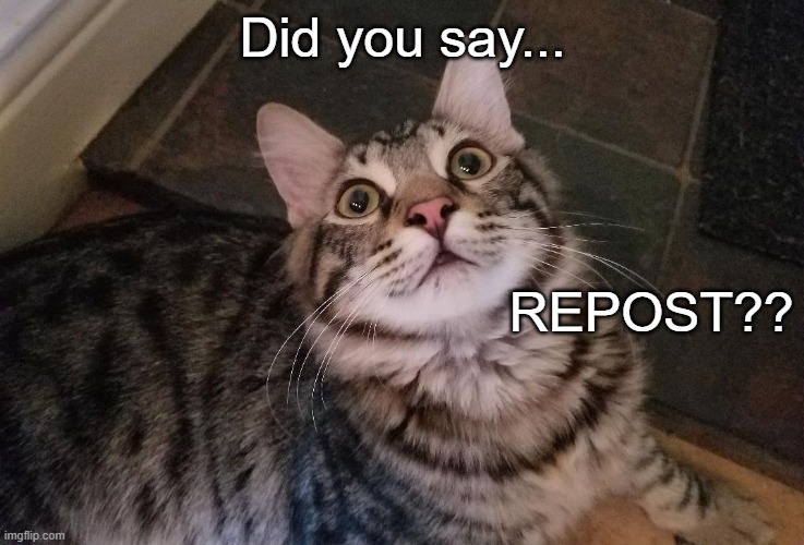 Traumatic Funny Cat | Did you say... REPOST?? | image tagged in traumatic funny cat | made w/ Imgflip meme maker
