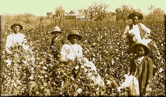 cotton slaves | image tagged in cotton slaves | made w/ Imgflip meme maker