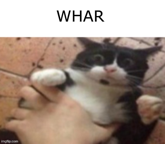 Cat caught in 4 k | WHAR | image tagged in cat caught in 4 k | made w/ Imgflip meme maker