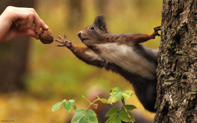 Squirrel reaching for nut | image tagged in squirrel reaching for nut | made w/ Imgflip meme maker